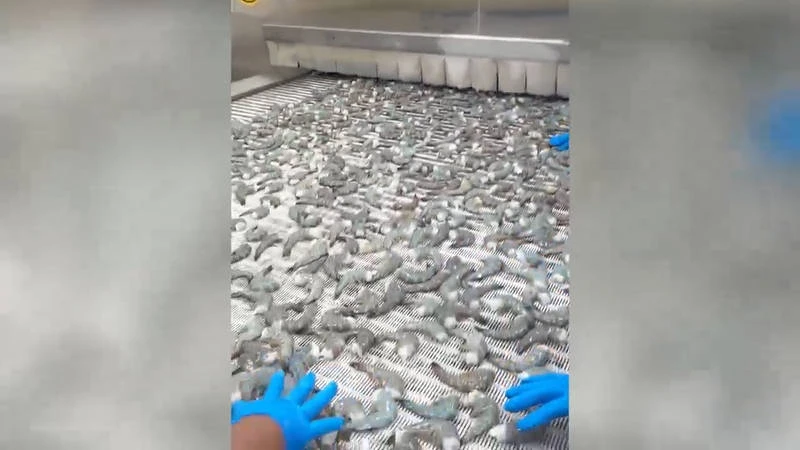 مشروع التجميد السريع IQF للمأكولات البحرية في المحيط الهادئ، غواتيمالا