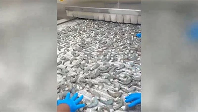مشروع التجميد السريع IQF للمأكولات البحرية في المحيط الهادئ، غواتيمالا
